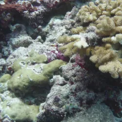 Marine Life Watching - Filitheyo