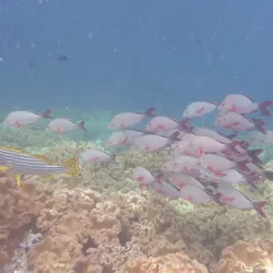 Marine Life Watching - Filitheyo