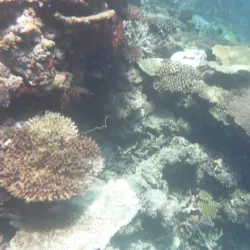 Snorkeling and Diving Spots - Filitheyo