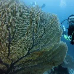 Snorkeling and Diving Spots - Filitheyo