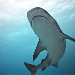 Fuvahmulah Diving Spots - Fuvahmulah