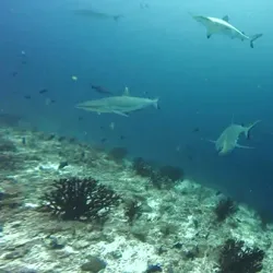 Snorkeling and Diving Spots - Isdhoo