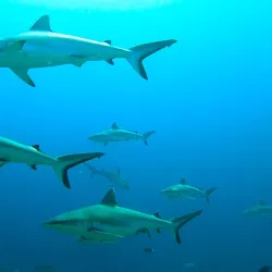 Snorkeling and Diving Spots - Isdhoo