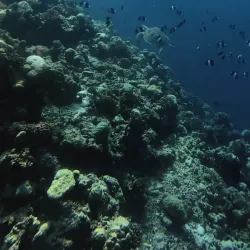 Snorkeling and Diving Spots - Isdhoo