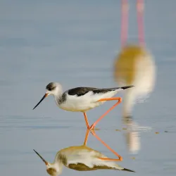 Cultural Festivals and Events - Kulhudhuffushi