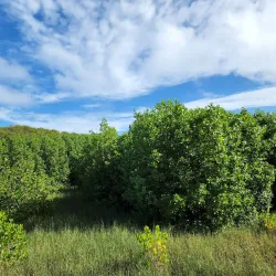 Cultural Festivals and Events - Kulhudhuffushi