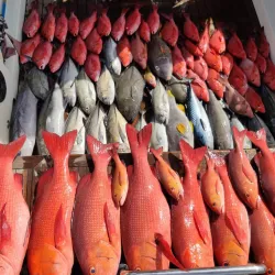 Fishing Trips from Kulhudhuffushi - Kulhudhuffushi