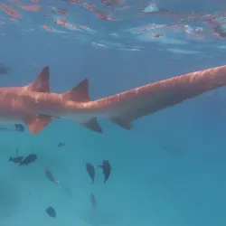 Snorkeling and Diving Spots Nearby - Kulhudhuffushi