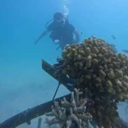 Snorkeling and Diving Spots Nearby - Kulhudhuffushi