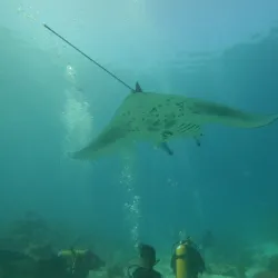 Diving Centers - Kuramathi