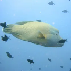 Diving Centers - Kuramathi