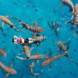 Dolphin Watching Tours - Maafushi