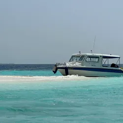 Dolphin Watching Tours - Maafushi