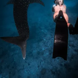 Dolphin Watching Tours - Maafushi