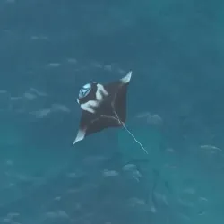 Dolphin Watching Tours - Maafushi