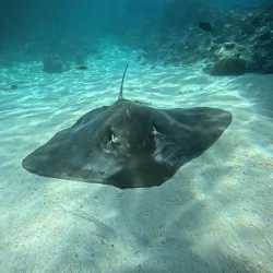 Dolphin Watching Tours - Maafushi