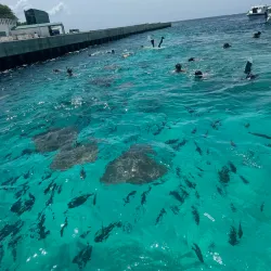 Dolphin Watching Tours - Maafushi