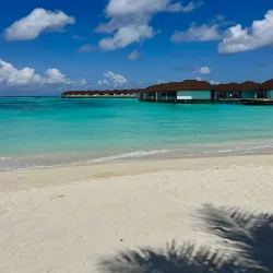 Dolphin Watching Tours - Maafushi