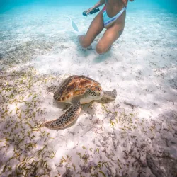 Dolphin Watching Tours - Maafushi