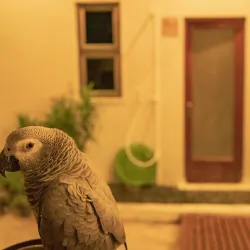 Local Island Village - Maafushi