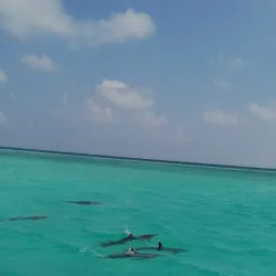 Snorkeling and Diving Sites - Maafushi