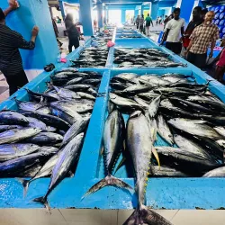 Male Fish Market - Male