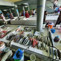 Male Fish Market - Male