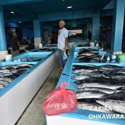 Male Fish Market - Male