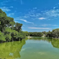 Mangrove Forests - Midu