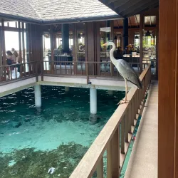 Fine Dining Experiences - Paradise Island