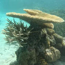 Island Hopping Tours - Paradise Island