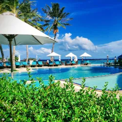 Local Marine Life Exploration - Paradise Island