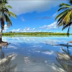 Mangrove Forests - Thinadhoo