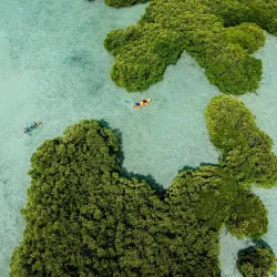Mangrove Forests - Thinadhoo