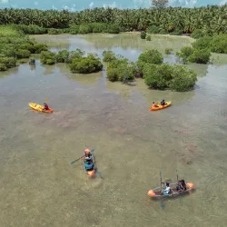 Mangrove Forests - Thinadhoo