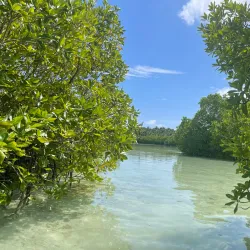 Mangrove Forests - Thinadhoo