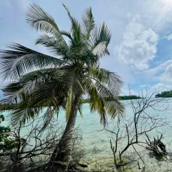 Mangrove Forests - Thinadhoo
