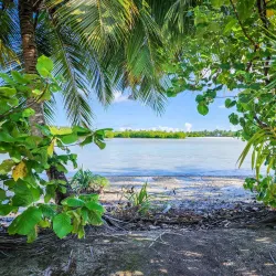Mangrove Forests - Thinadhoo