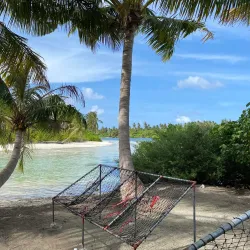 Mangrove Forests - Thinadhoo