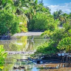 Mangrove Forests - Thinadhoo