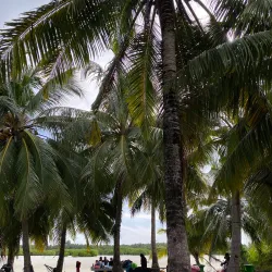 Mangrove Forests - Thinadhoo
