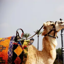 Desert Excursions and Camel Trekking - Kidal