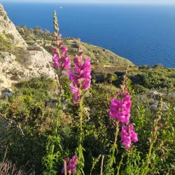 Dingli Cliffs (nearby) - Attard