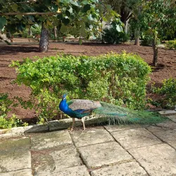 San Anton Gardens - Attard