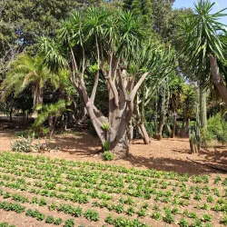 San Anton Palace - Attard