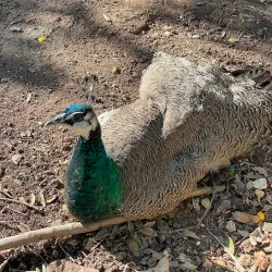 San Anton Palace - Attard