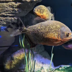 Malta National Aquarium - Bugibba