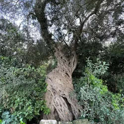 Buskett Gardens - Dingli