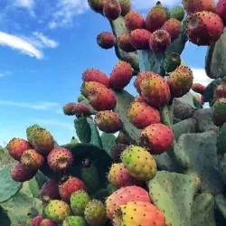 Dingli Local Artisan Shops - Dingli