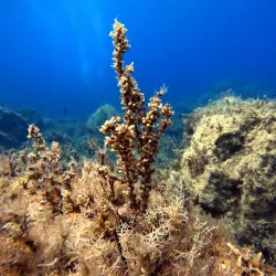 Filfla Island Viewpoint - Dingli